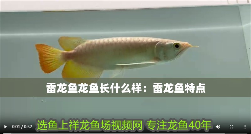 雷龍魚龍魚長什么樣：雷龍魚特點