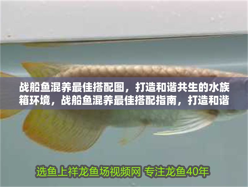 戰(zhàn)船魚混養(yǎng)最佳搭配圖，打造和諧共生的水族箱環(huán)境，戰(zhàn)船魚混養(yǎng)最佳搭配指南，打造和諧共生的水族箱環(huán)境