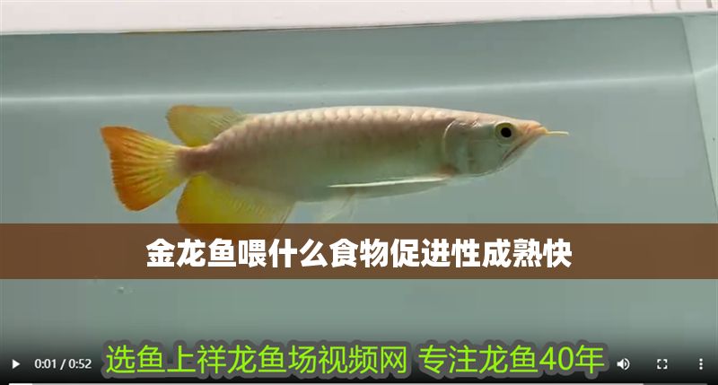 金龍魚喂什么食物促進性成熟快