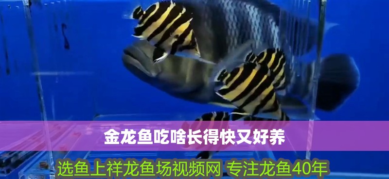 金龍魚吃啥長得快又好養 龍魚百科 第2張 金龍魚吃啥長得快又好養 金龍魚吃啥長得快又好養 龍魚百科 第2張
