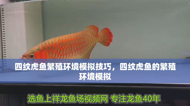 四紋虎魚繁殖環境模擬技巧，四紋虎魚的繁殖環境模擬 四紋虎魚繁殖環境模擬技巧，四紋虎魚的繁殖環境模擬 虎魚百科 第1張
