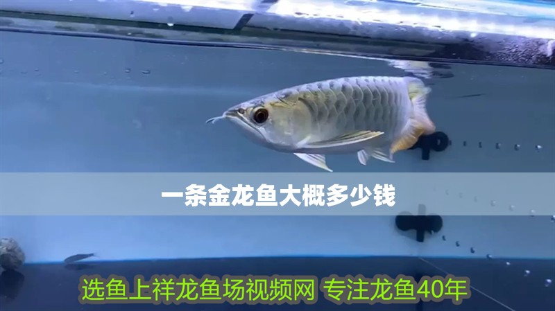 一條金龍魚大概多少錢