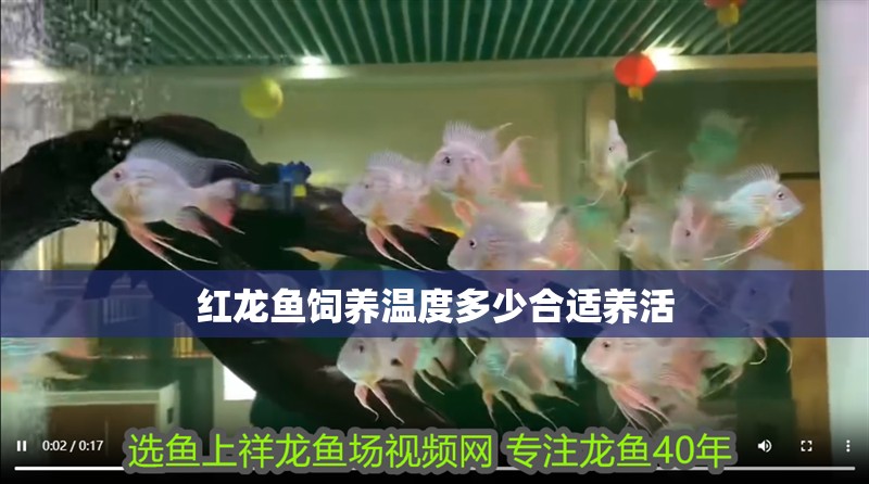 紅龍魚飼養溫度多少合適養活
