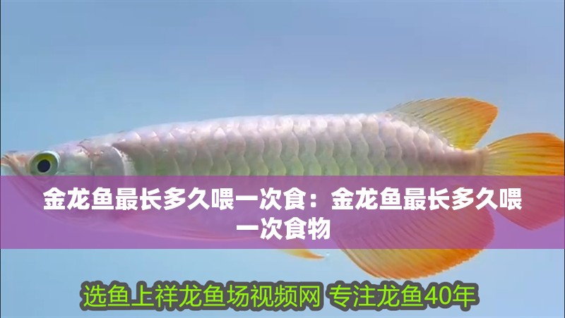 金龍魚最長多久喂一次食：金龍魚最長多久喂一次食物 金龍魚最長多久喂一次食：金龍魚最長多久喂一次食物 水族問答