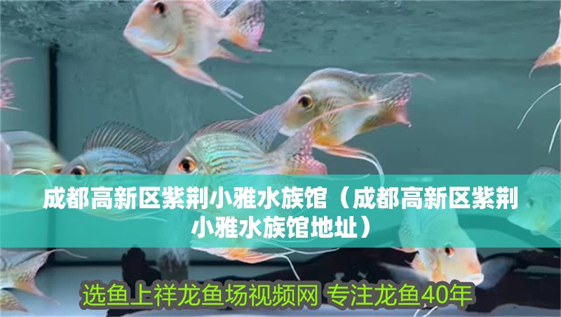 成都高新區(qū)紫荊小雅水族館(成都高新區(qū)紫荊小雅水族館地址) 全國水族館企業(yè)名錄 第1張 成都高新區(qū)紫荊小雅水族館(成都高新區(qū)紫荊小雅水族館地址) 成都高新區(qū)紫荊小雅水族館(成都高新區(qū)紫荊小雅水族館地址) 全國水族館企業(yè)名錄 第1張