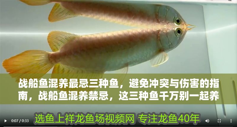 戰(zhàn)船魚混養(yǎng)最忌三種魚，避免沖突與傷害的指南，戰(zhàn)船魚混養(yǎng)禁忌，這三種魚千萬別一起養(yǎng)！ 戰(zhàn)船魚混養(yǎng)最忌三種魚，避免沖突與傷害的指南，戰(zhàn)船魚混養(yǎng)禁忌，這三種魚千萬別一起養(yǎng)！ 龍魚百科 第1張