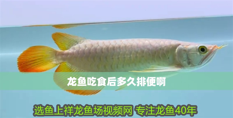 龍魚吃食后多久排便啊 龍魚百科 第2張 龍魚吃食后多久排便啊 龍魚吃食后多久排便啊 龍魚百科 第2張