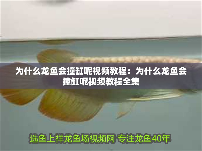 為什么龍魚會撞缸呢視頻教程：為什么龍魚會撞缸呢視頻教程全集 為什么龍魚會撞缸呢視頻教程：為什么龍魚會撞缸呢視頻教程全集 水族問答