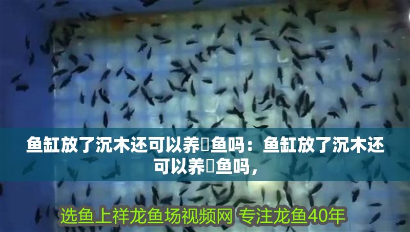 魚缸放了沉木還可以養(yǎng)魟魚嗎：魚缸放了沉木還可以養(yǎng)魟魚嗎， 魚缸放了沉木還可以養(yǎng)魟魚嗎：魚缸放了沉木還可以養(yǎng)魟魚嗎， 魟魚百科 第2張