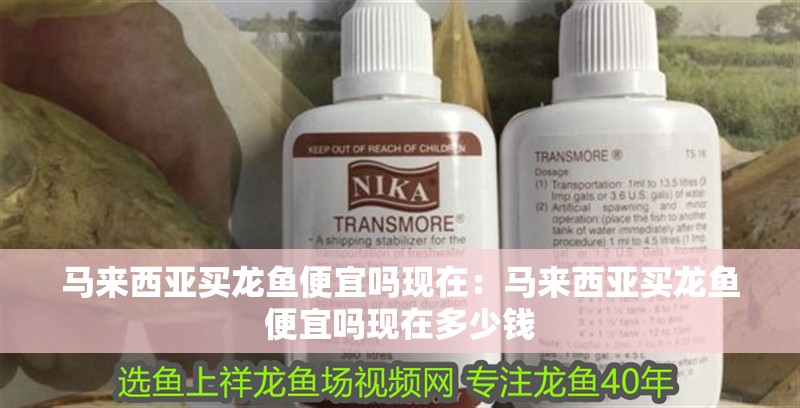 馬來西亞買龍魚便宜嗎現在：馬來西亞買龍魚便宜嗎現在多少錢