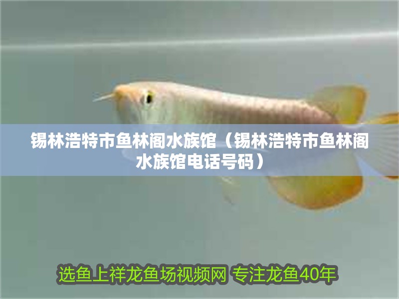 錫林浩特市魚林閣水族館（錫林浩特市魚林閣水族館電話號碼） 錫林浩特市魚林閣水族館（錫林浩特市魚林閣水族館電話號碼） 全國水族館企業(yè)名錄 第1張