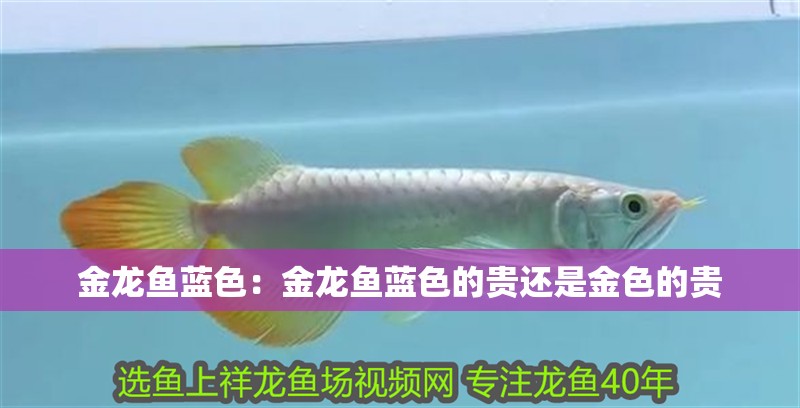 龍魚 金龍魚藍色:金龍魚藍色的貴還是金色的貴 水族問答 金龍魚藍色:金龍魚藍色的貴還是金色的貴 金龍魚藍色:金龍魚藍色的貴還是金色的貴 水族問答