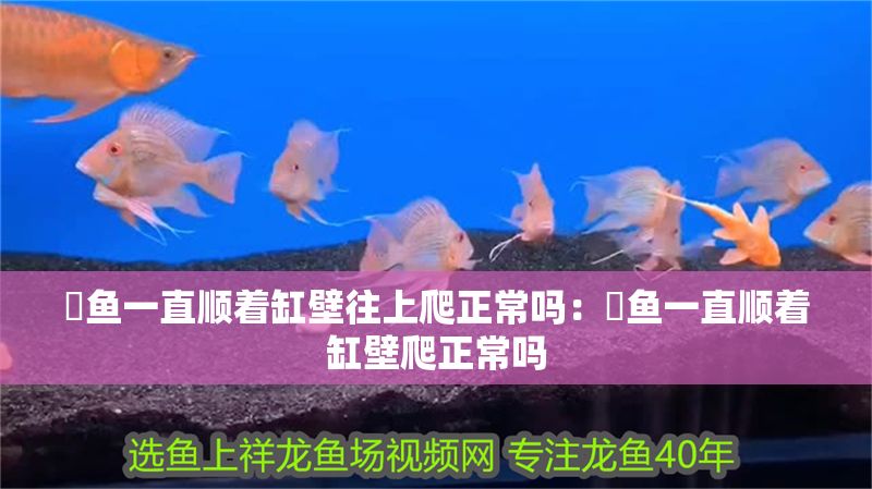 魟魚一直順著缸壁往上爬正常嗎：魟魚一直順著缸壁爬正常嗎