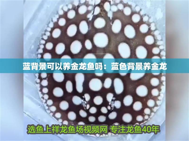 藍(lán)背景可以養(yǎng)金龍魚嗎：藍(lán)色背景養(yǎng)金龍