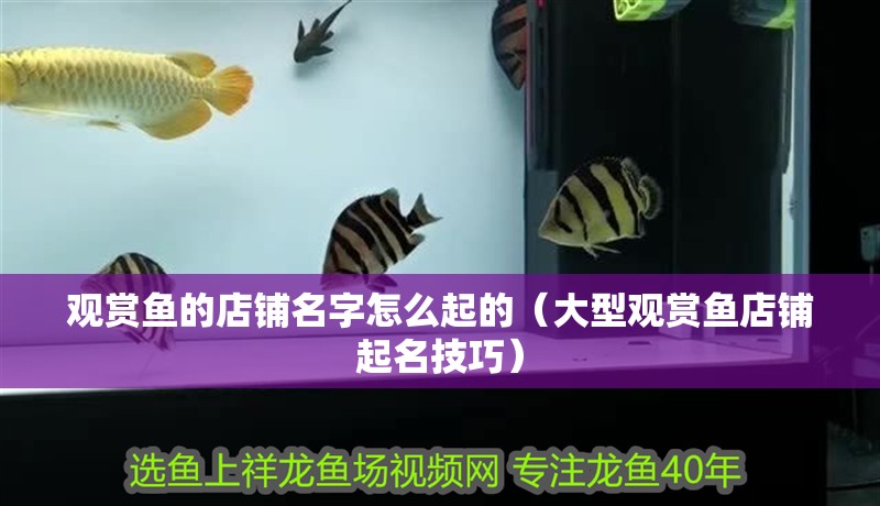 觀賞魚的店鋪名字怎么起的(大型觀賞魚店鋪起名技巧) 全國水族館企業名錄 第2張 觀賞魚的店鋪名字怎么起的(大型觀賞魚店鋪起名技巧) 觀賞魚的店鋪名字怎么起的(大型觀賞魚店鋪起名技巧) 全國水族館企業名錄 第2張