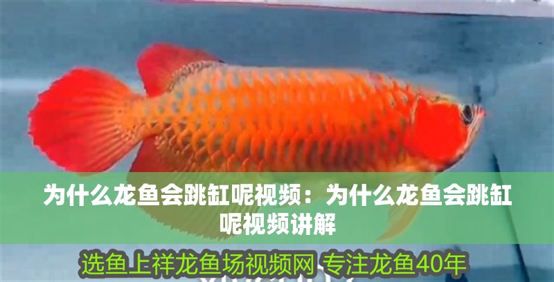 為什么龍魚會跳缸呢視頻：為什么龍魚會跳缸呢視頻講解