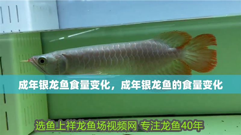 成年銀龍魚食量變化，成年銀龍魚的食量變化