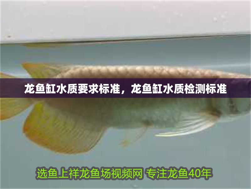 龍魚缸水質(zhì)要求標(biāo)準(zhǔn)，龍魚缸水質(zhì)檢測標(biāo)準(zhǔn)