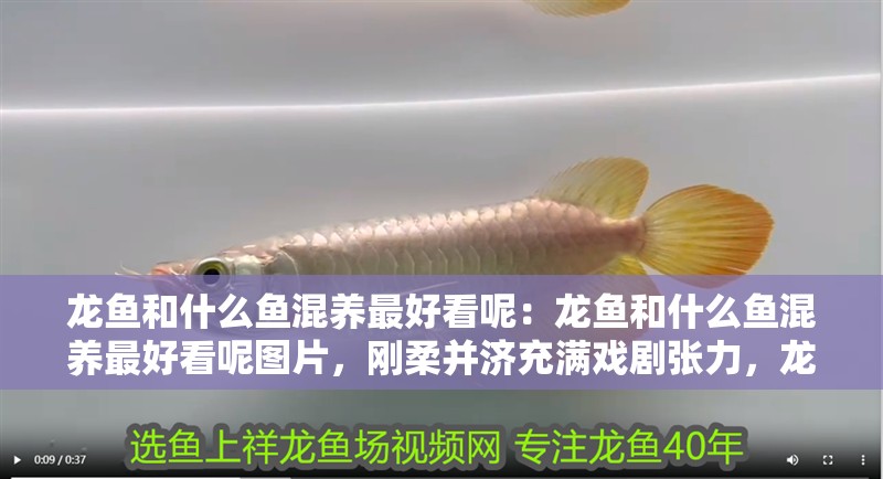 龍魚和什么魚混養最好看呢：龍魚和什么魚混養最好看呢圖片，剛柔并濟充滿戲劇張力，龍魚與其他魚類混養的魚類搭配