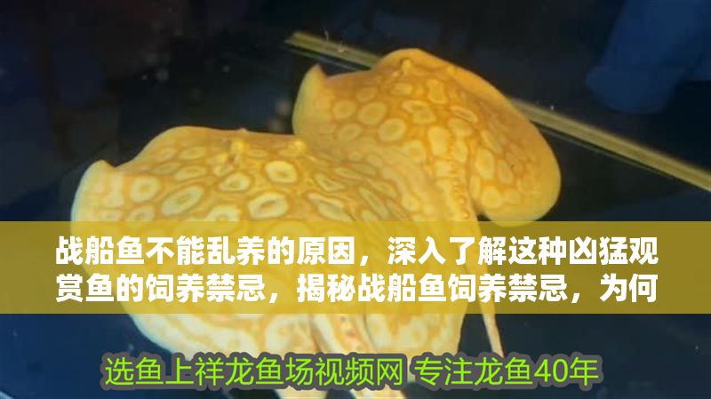 戰船魚不能亂養的原因，深入了解這種兇猛觀賞魚的飼養禁忌，揭秘戰船魚飼養禁忌，為何這種兇猛觀賞魚不能亂養？
