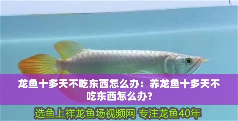 龍魚十多天不吃東西怎么辦：養(yǎng)龍魚十多天不吃東西怎么辦？