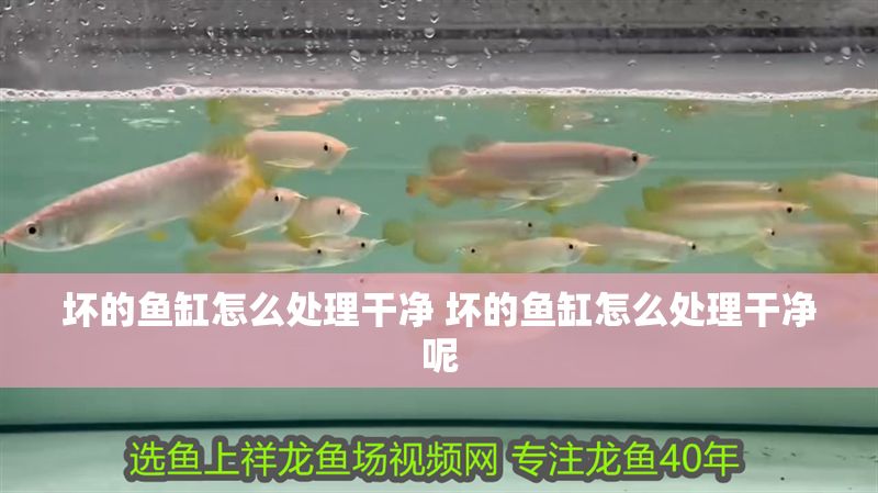 壞的魚缸怎么處理干凈 壞的魚缸怎么處理干凈呢 壞的魚缸怎么處理干凈 壞的魚缸怎么處理干凈呢 魚缸百科 第1張
