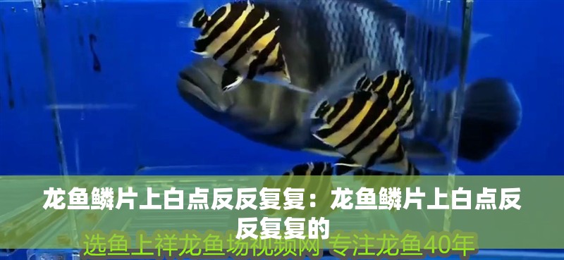 龍魚鱗片上白點反反復復：龍魚鱗片上白點反反復復的
