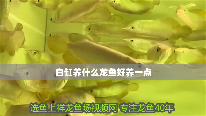 白缸養什么龍魚好養一點 白缸養什么龍魚好養一點 龍魚百科 第2張