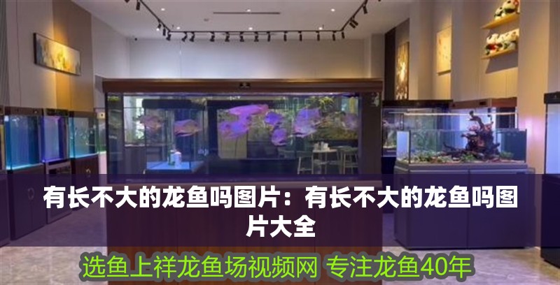 有長不大的龍魚嗎圖片：有長不大的龍魚嗎圖片大全 有長不大的龍魚嗎圖片：有長不大的龍魚嗎圖片大全 水族問答