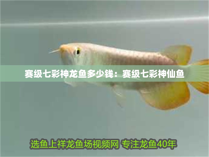 賽級七彩神龍魚多少錢：賽級七彩神仙魚 賽級七彩神龍魚多少錢：賽級七彩神仙魚 水族問答