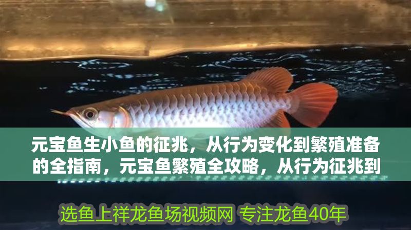 元寶魚生小魚的征兆，從行為變化到繁殖準備的全指南，元寶魚繁殖全攻略，從行為征兆到產前準備的完整指南