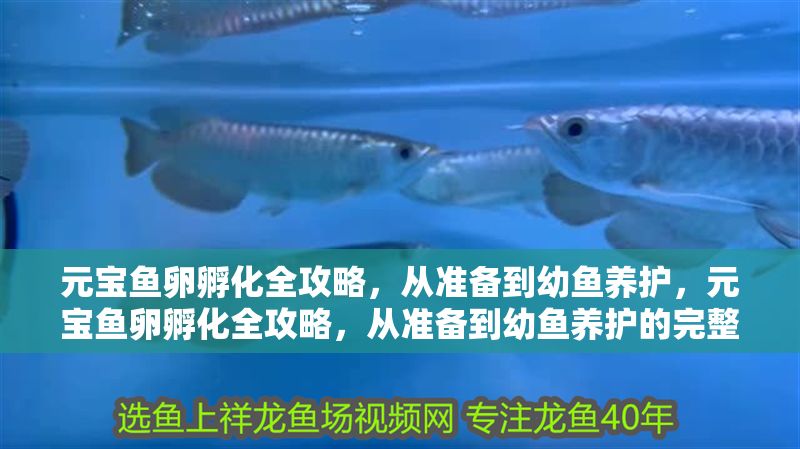 元寶魚卵孵化全攻略，從準備到幼魚養護，元寶魚卵孵化全攻略，從準備到幼魚養護的完整指南
