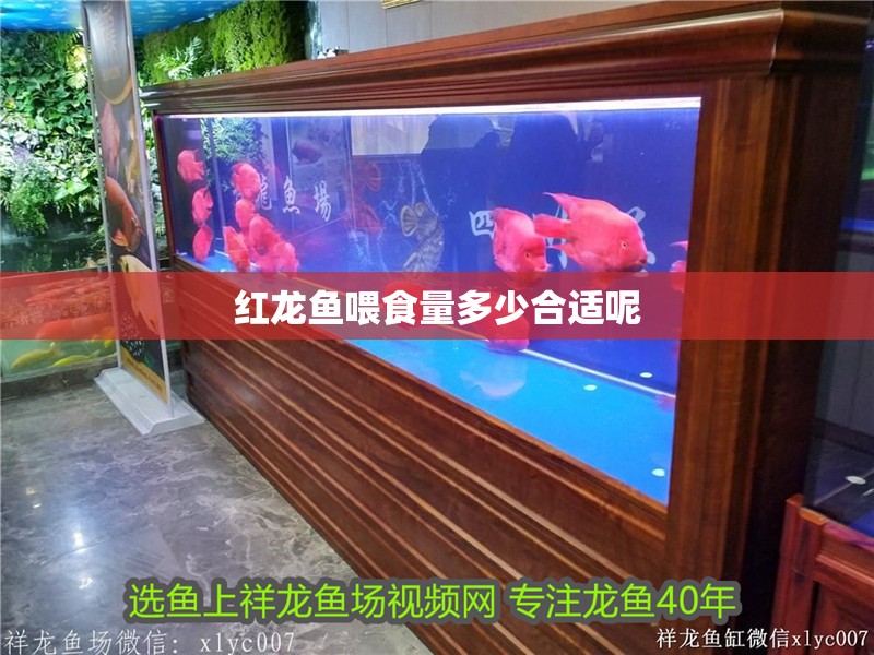 紅龍魚喂食量多少合適呢 紅龍魚喂食量多少合適呢 龍魚百科 第2張