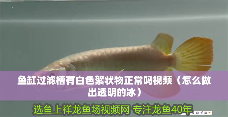 魚缸過濾槽有白色絮狀物正常嗎視頻（怎么做出透明的冰）