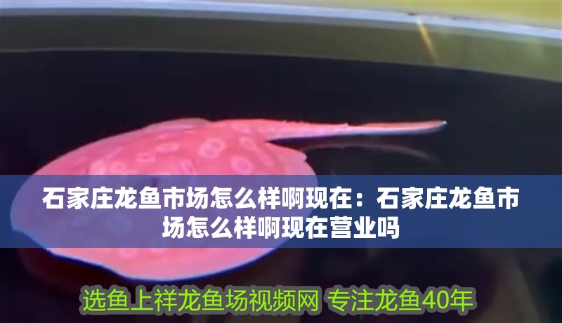 石家莊龍魚市場怎么樣啊現在：石家莊龍魚市場怎么樣啊現在營業嗎 石家莊龍魚市場怎么樣啊現在：石家莊龍魚市場怎么樣啊現在營業嗎 水族問答