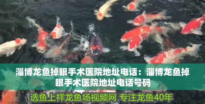 淄博龍魚掉眼手術醫院地址電話：淄博龍魚掉眼手術醫院地址電話號碼 淄博龍魚掉眼手術醫院地址電話：淄博龍魚掉眼手術醫院地址電話號碼 水族問答
