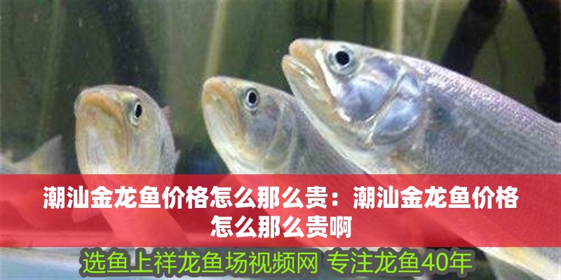 潮汕金龍魚價格怎么那么貴：潮汕金龍魚價格怎么那么貴啊 潮汕金龍魚價格怎么那么貴：潮汕金龍魚價格怎么那么貴啊 水族問答