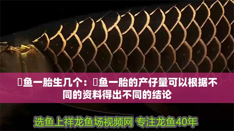 魟魚一胎生幾個：魟魚一胎的產仔量可以根據不同的資料得出不同的結論 魟魚一胎生幾個：魟魚一胎的產仔量可以根據不同的資料得出不同的結論 魟魚百科 第2張