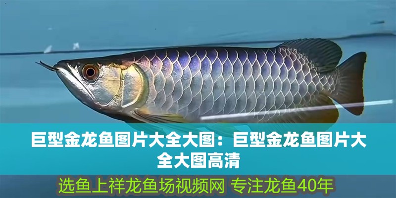 巨型金龍魚圖片大全大圖：巨型金龍魚圖片大全大圖高清