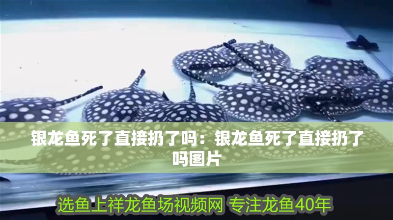 銀龍魚死了直接扔了嗎：銀龍魚死了直接扔了嗎圖片