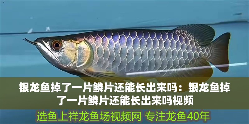 銀龍魚(yú)掉了一片鱗片還能長(zhǎng)出來(lái)嗎：銀龍魚(yú)掉了一片鱗片還能長(zhǎng)出來(lái)嗎視頻