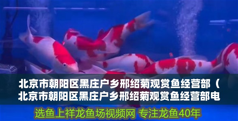 北京市朝陽區(qū)黑莊戶鄉(xiāng)邢紹菊觀賞魚經營部（北京市朝陽區(qū)黑莊戶鄉(xiāng)邢紹菊觀賞魚經營部電話）