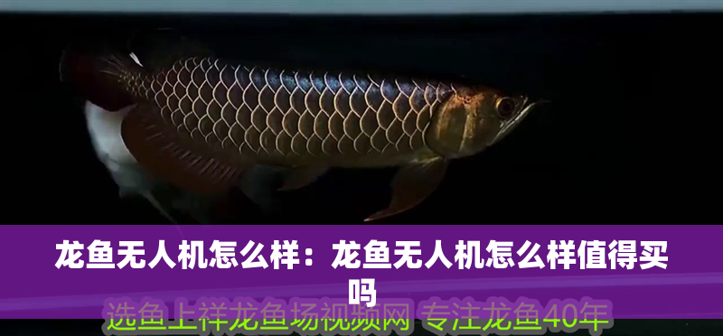 龍魚無人機怎么樣：龍魚無人機怎么樣值得買嗎 龍魚無人機怎么樣：龍魚無人機怎么樣值得買嗎 水族問答