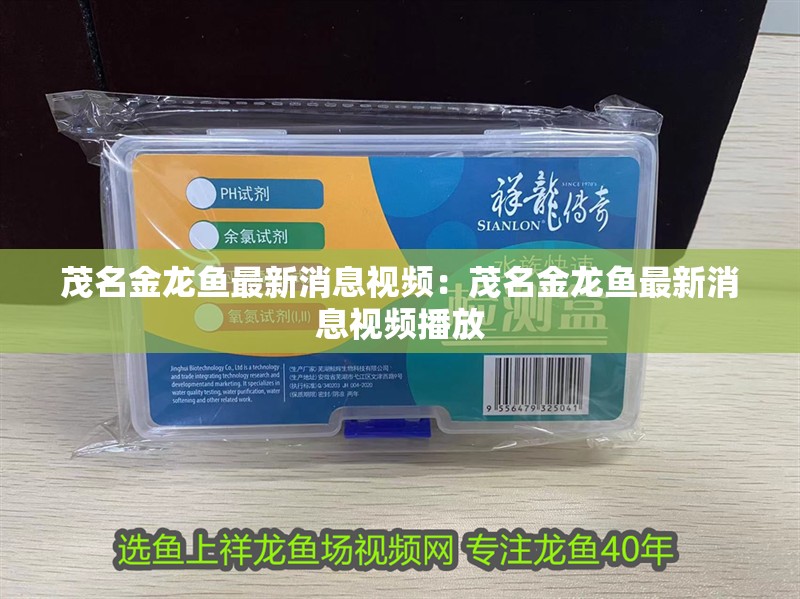 茂名金龍魚最新消息視頻：茂名金龍魚最新消息視頻播放