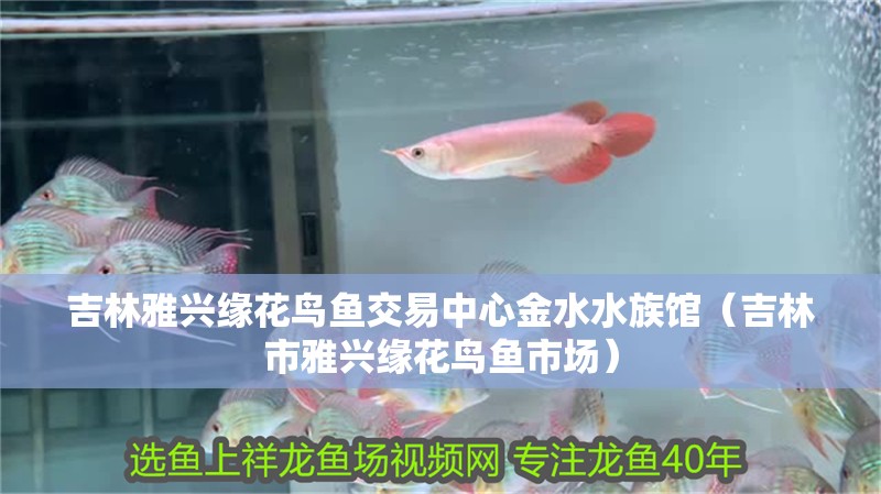 吉林雅興緣花鳥魚交易中心金水水族館（吉林市雅興緣花鳥魚市場）