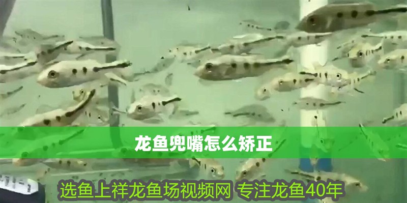 龍魚兜嘴怎么矯正