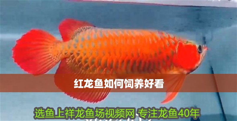 紅龍魚如何飼養(yǎng)好看