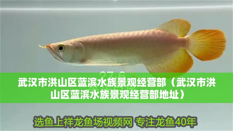 武漢市洪山區藍濱水族景觀經營部（武漢市洪山區藍濱水族景觀經營部地址）