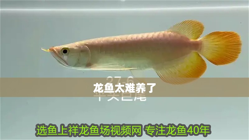 龍魚太難養(yǎng)了