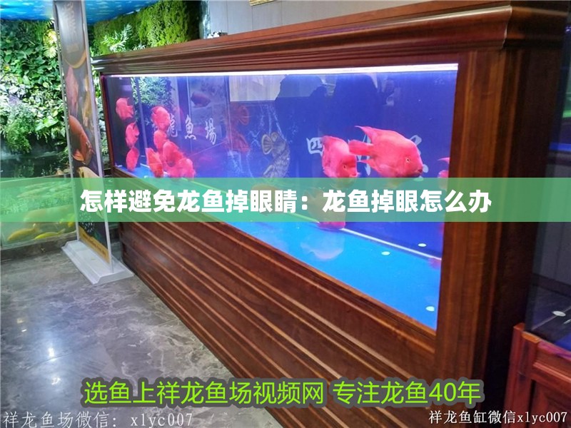 怎樣避免龍魚掉眼睛：龍魚掉眼怎么辦